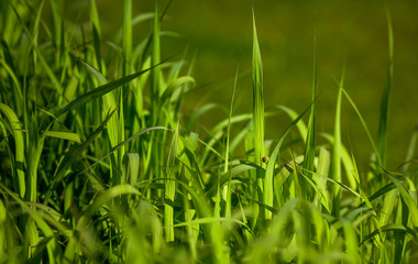 Closeup picture of beautiful green sedge on bog in spring or summer with red ladybug on stem.