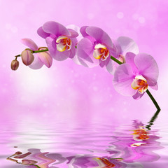 Orchid flowers over water abstract background
