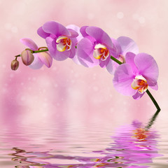 Fototapeta na wymiar Orchid flowers over water abstract background