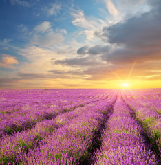 Fototapeta na wymiar Lavender beautiful meadow.