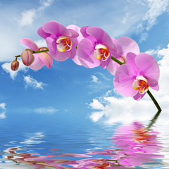 Orchid flowers over water against the sky with clouds