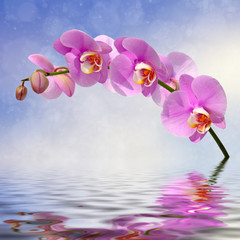 Orchid flowers over water abstract background