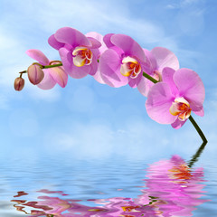 Orchid flowers over water against the sky with clouds