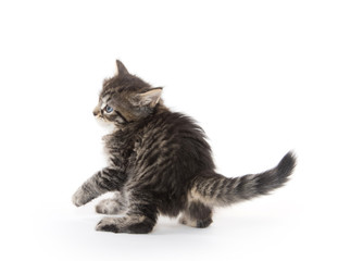Cute tabby kitten on white