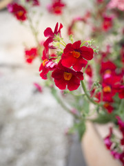 Czerwony kwiat ogrodowy w doniczce