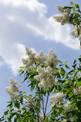 lilac on the white background