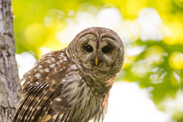 Portrait of barred owl in woods