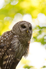 Portrait of barred owl in woods
