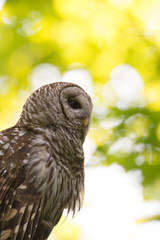 Portrait of barred owl in woods