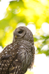 Portrait of barred owl in woods