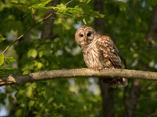 Barred owl perched in tree