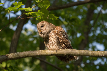 Barred owl perched in tree