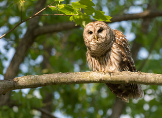 Barred owl perched in tree