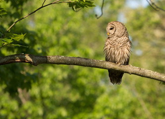 Barred owl perched in tree