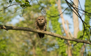 Barred owl perched in tree