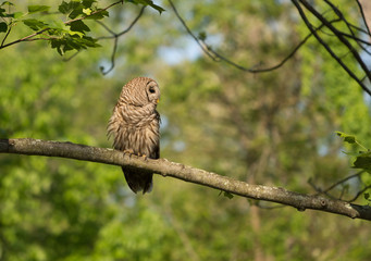 Barred owl perched in tree