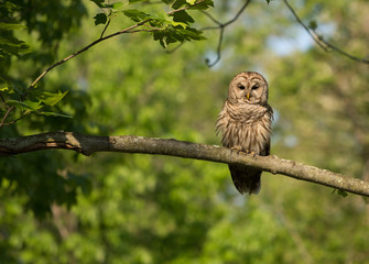 Barred owl perched in tree