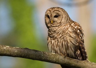 Barred owl perched in tree
