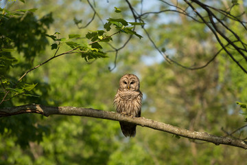 Barred owl perched in tree
