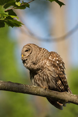 Barred owl perched in tree