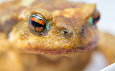 common toad (Bufo bufo) closeup of the head and eyes