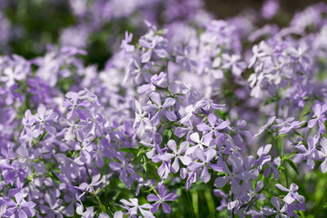 flowers on the white background