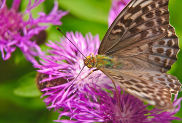 Butterfly large forest fritillary (Argynnis paphia) - female on a flower of cornflower meadow