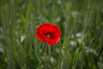Mohnblume in der Wise im Sommer