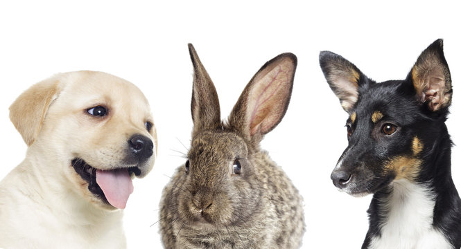 gray rabbit and puppies on a white background