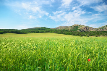 Green spring meadow in mountain.