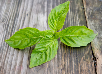 Fresh green basil
