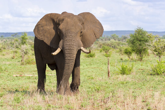 Fototapeta Big elephant bull with large tusks approaching over a plain