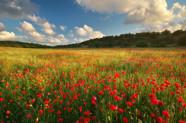 Big poppy meadow. Nature composition.
