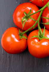 branch of organic tomatoes