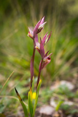 Wild Sicilian Orchid