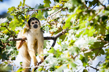 Singe saimiri dans un arbre