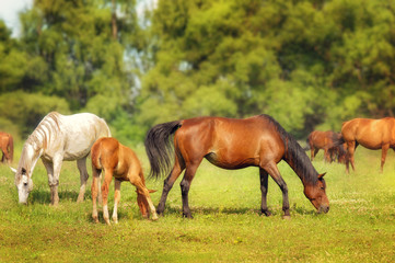Obraz na płótnie Canvas A herd of horsesю
