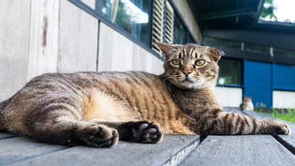 Old cat sleeping on a wooden floor with blur background
