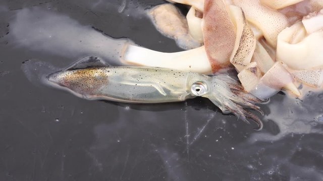 This video is about a live squid on the bait tank.