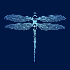 Dragonfly. Vector dragonfly. Hand drawn vector damselfly. © olhabocharova