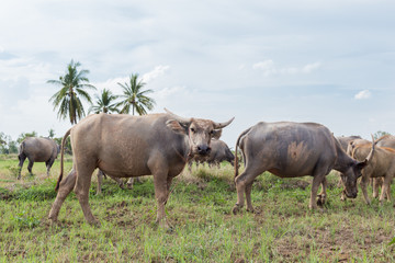 Asian buffalo eat grass on the field