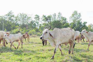 Cows grazing on a green summer meadow at sunny day