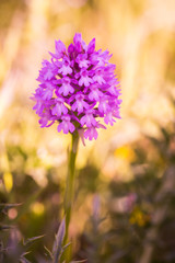 Wild Sicilian Orchid