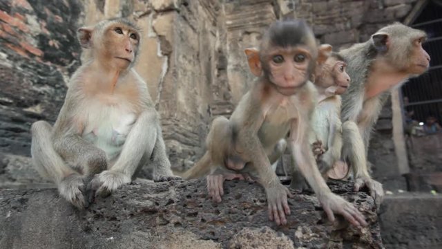 Lopburi city in Thailand, thousands of macaque monkeys live in freedom.
During the monkey festival, in the temple Phra Prang Sam Yod, a female and babies watch other community members 
