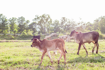 Naklejka na ściany i meble Cows grazing on a green summer meadow at sunny day