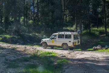 SUV rides on the country road in forest, Israel