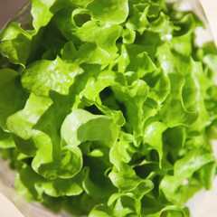 Fresh lettuce