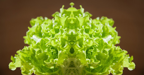 Fresh letucce © Amelia Fox