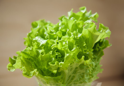Fresh letucce