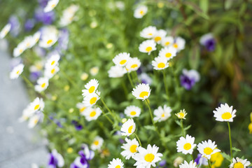 Fototapeta premium korea flower
